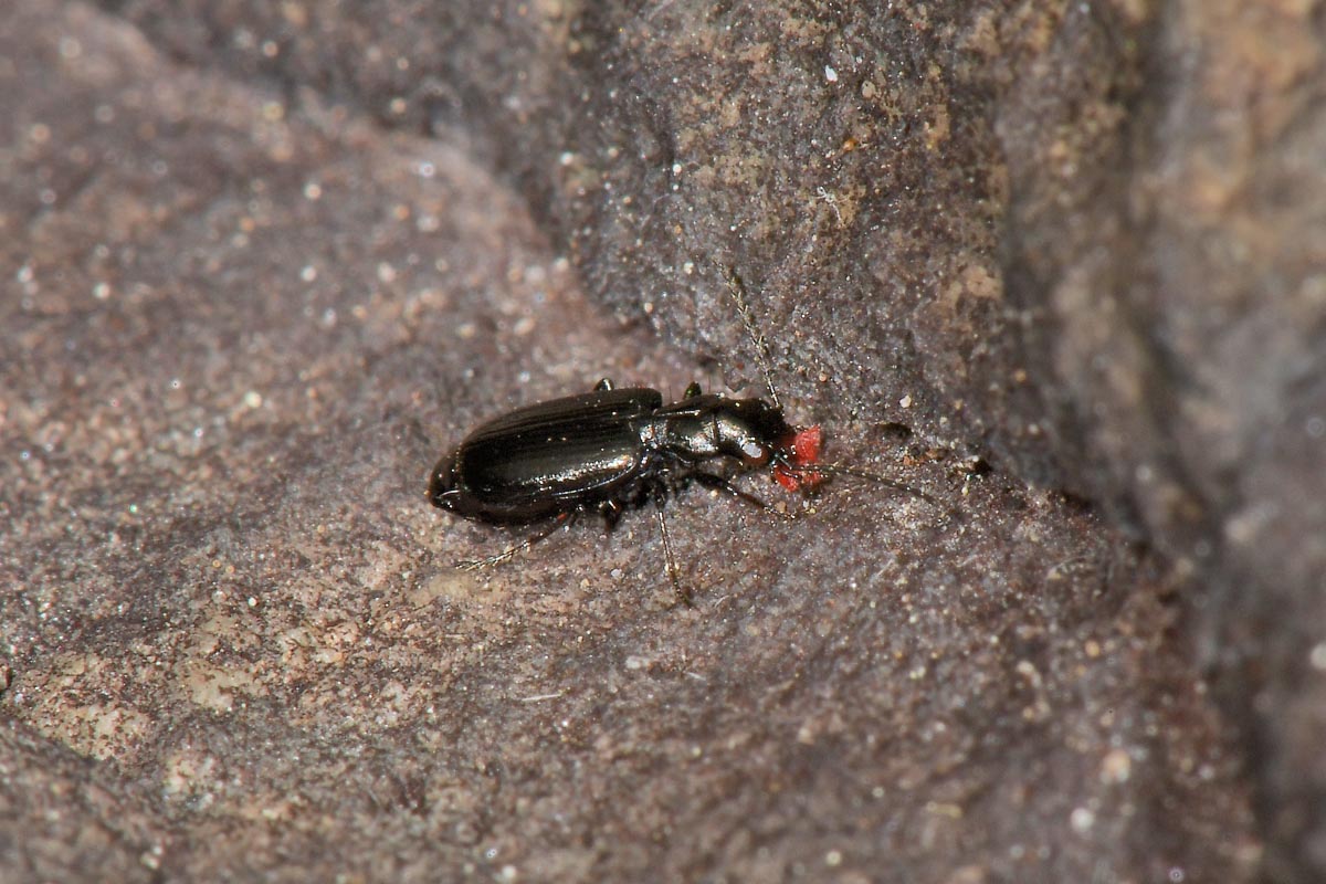 Carabidae: Apristus europaeus: il 